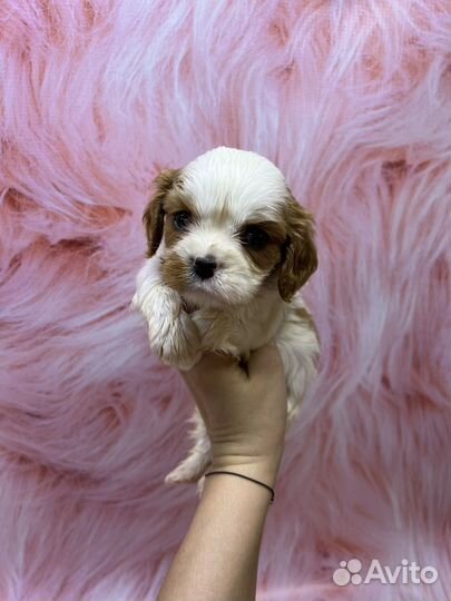 Кавалер кинг чарльз спаниель