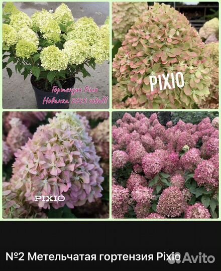 Гортензия Кровавая Мери (Бонфайер) Пиксио