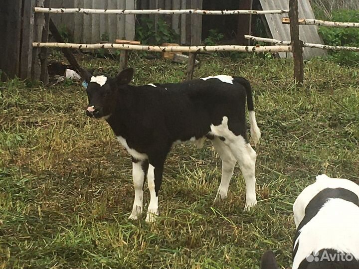Телята бычки мясного направления