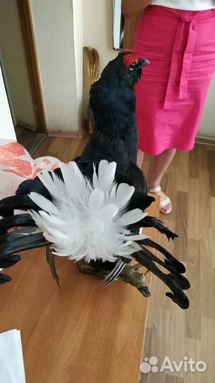 Чучело тетерев