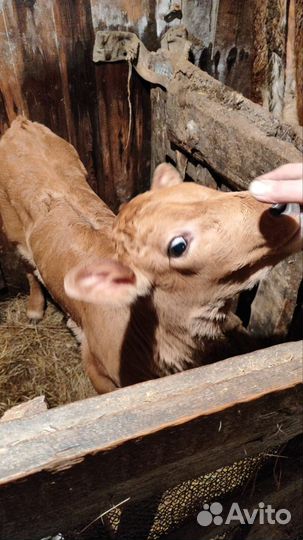 Телята бычки