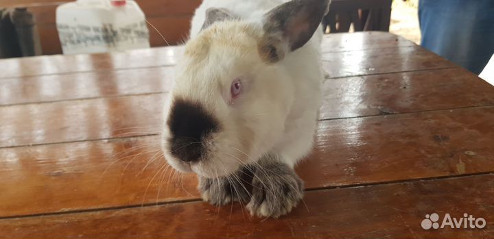 Кролики калифорнийцы