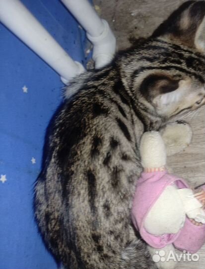 Котята бенгальские