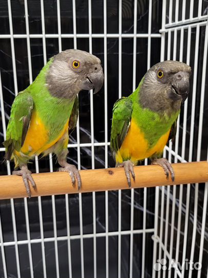 Сенегальские попугаи