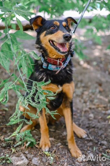 Приходи в приют за другом