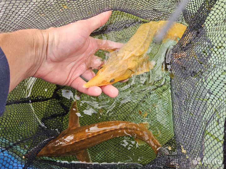 Бестер альбинос