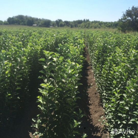 Подвой яблони