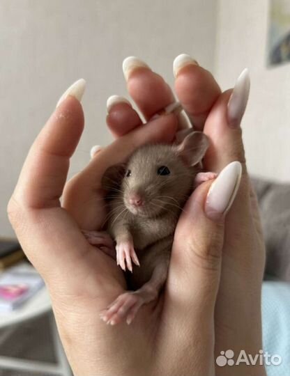 Крыса/крысята