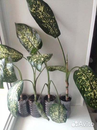 Домашние цветы Диффенбахия