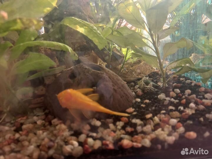 Аквариум 40л с рыбками