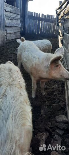 Мясо свинина