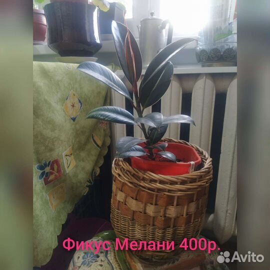 Фикус Милена, филодендроны