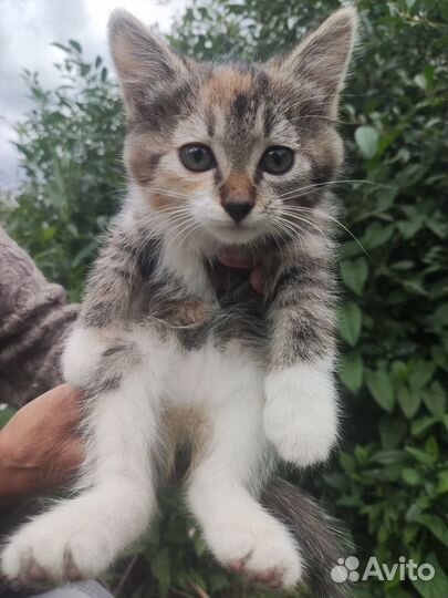 Отдам котят в добрые руки