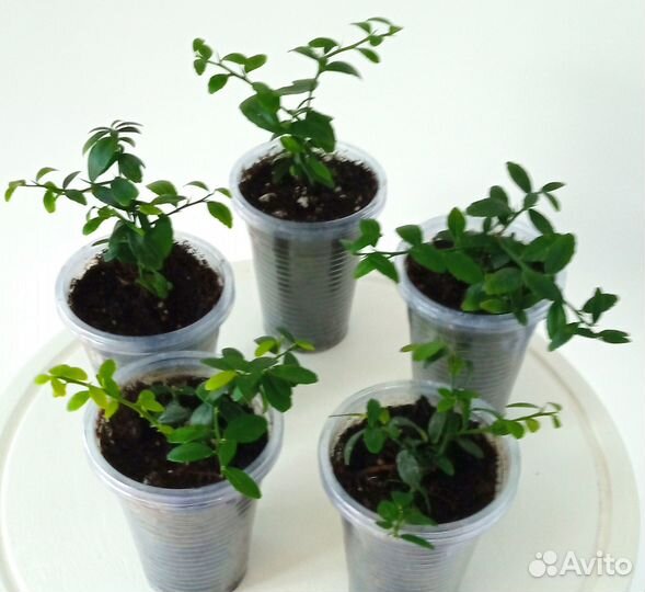 Микроцитрус Finger Lime