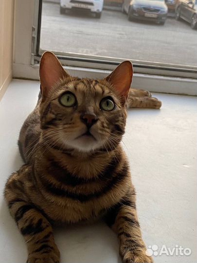 Бенгальский кот