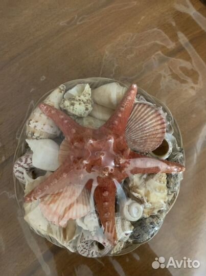 Ракушка морская