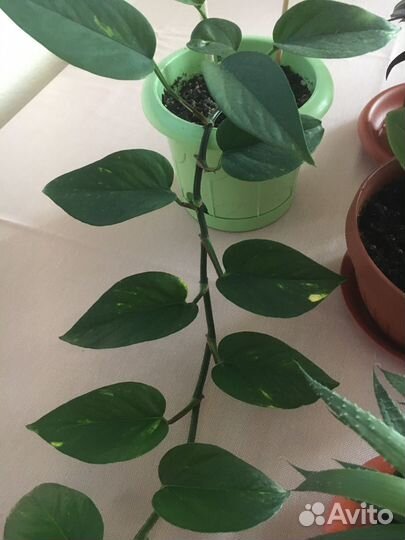 Эпипремнум, пепиромия, Зербина;