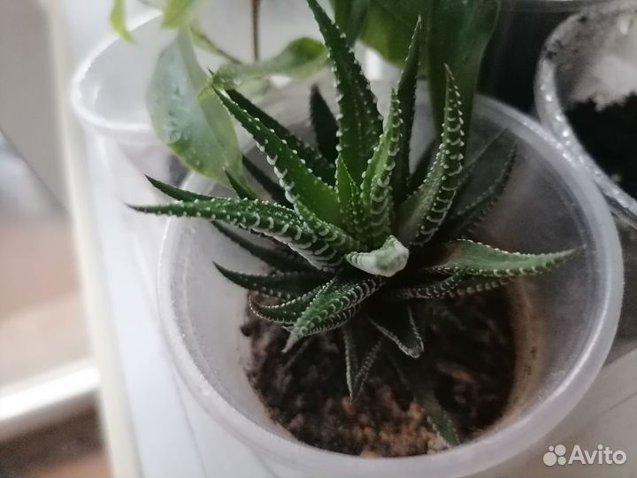 Комнатные растения