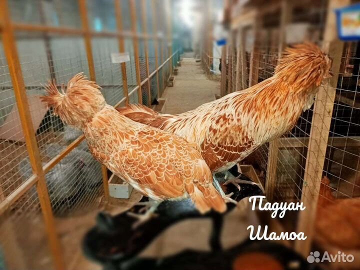 Падуан Шамоа шелки