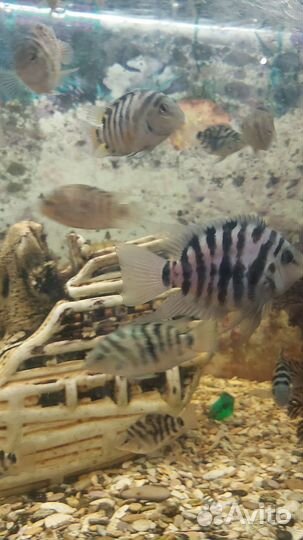 Аквариумные рыбы цихлиды