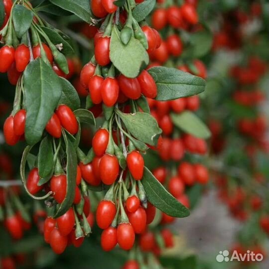 Кустарники для сада