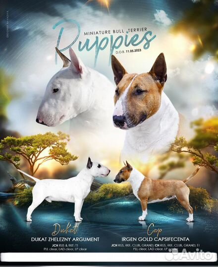 Миниатюрный бультерьер щенки