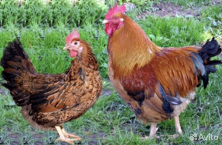 Цыплята Кучинская Юбилейная