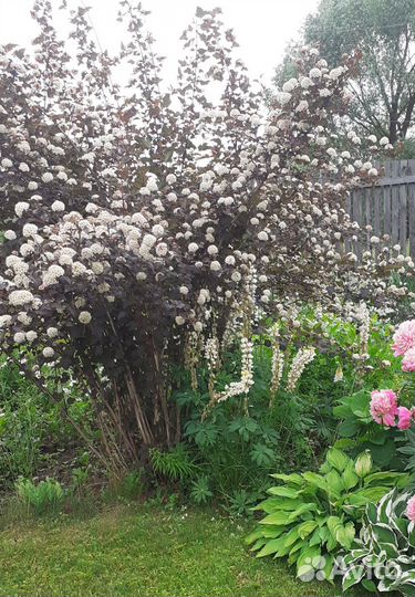 Пузыреплодник