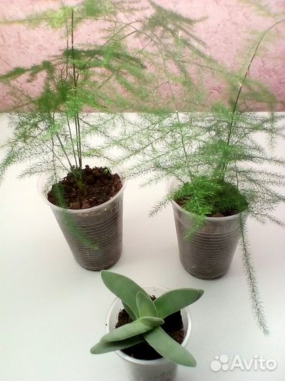 Аспарагус паутинка Крассула саблевидная