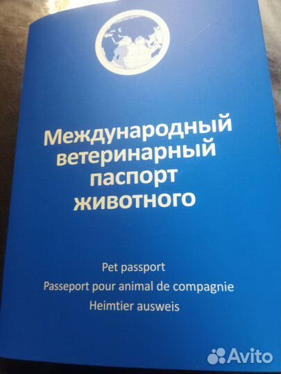 Канадский сфинкс котенок девочка