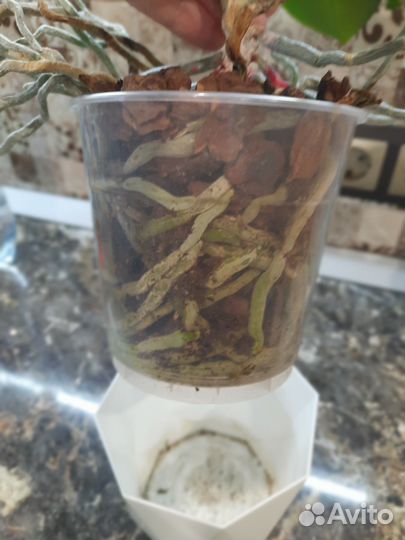 Орхидея фаленопсис