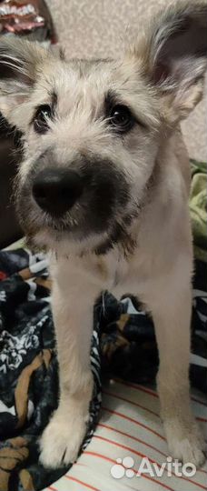 Погибает щенок 3,5 мес