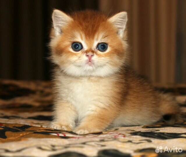 Котятки золотые британские шиншиллки