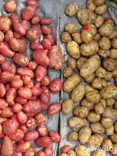 Продам картофель