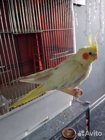 Отдам кореллу девочку в добрые руки