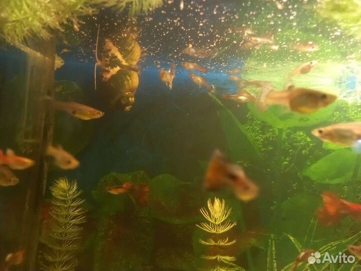 Рыбки гуппи