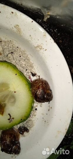 Сухопутная улитка ахатина иммакулята