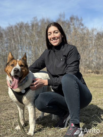 Шикарная собака пропадает в приюте
