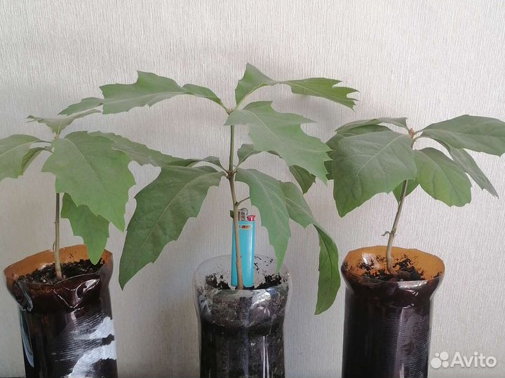 Дуб красный