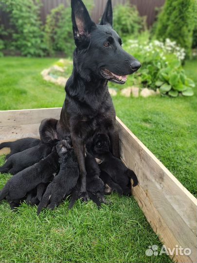 Немецкая овчарка