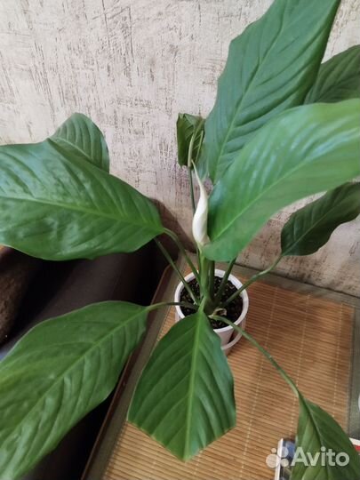 Спатифиллум