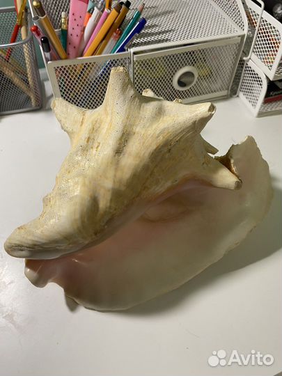 Ракушка Стромбус Гигас 20-22 см