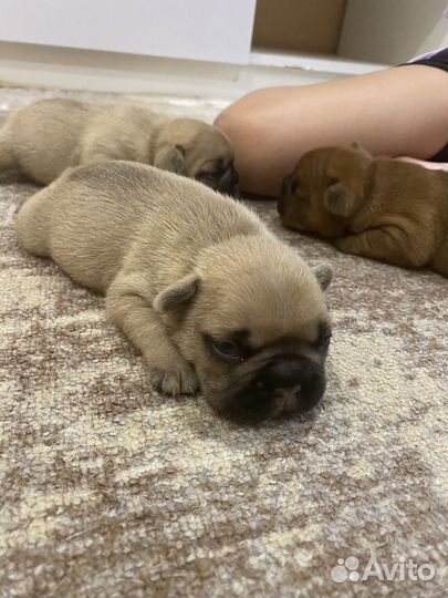 Французский бульдог