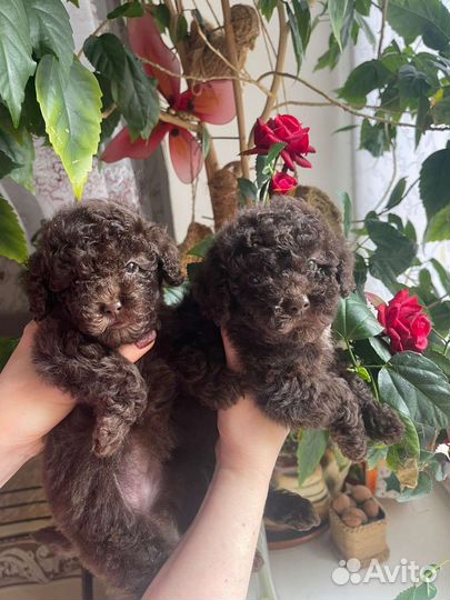 Той-пудель ред браун, шоколад, черные. Мальтипу