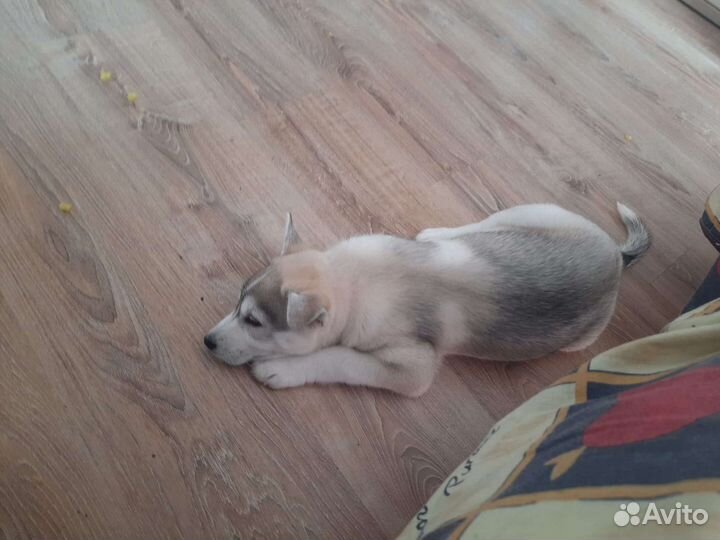 Щенок мальчик бесплатно в добрые руки