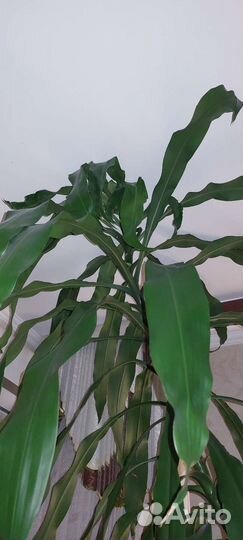 Пальма юкка