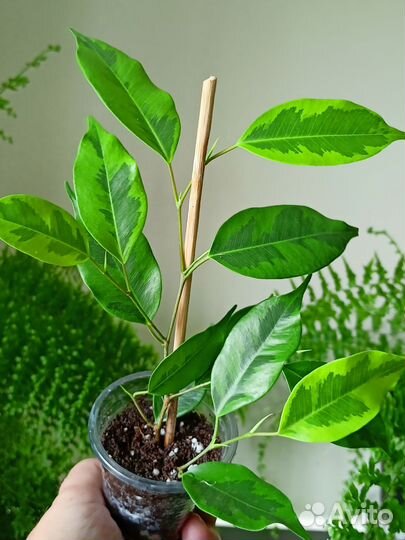 Фикус Бенджамина Регидан