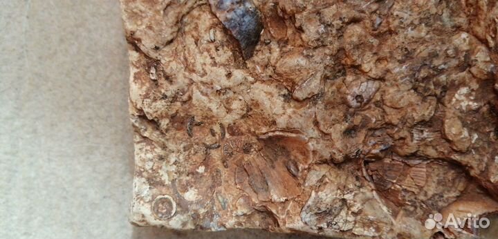 Окаменелые морские гребешки