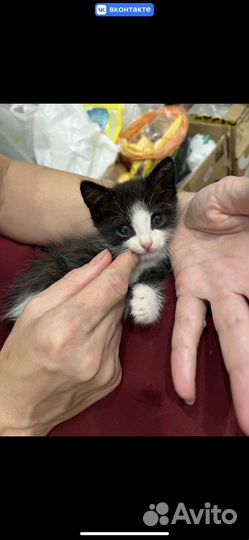 Котёнок в добрые руки