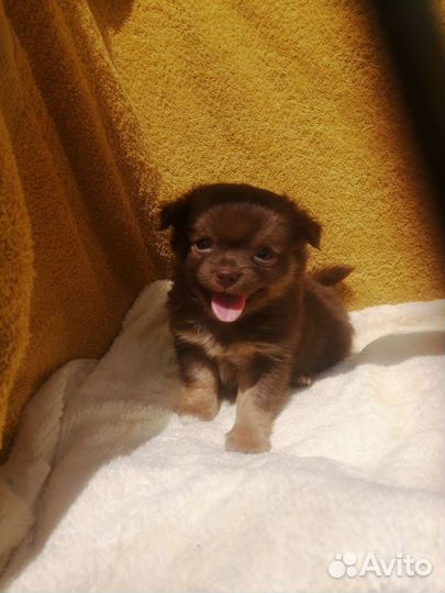 Мальчик чих